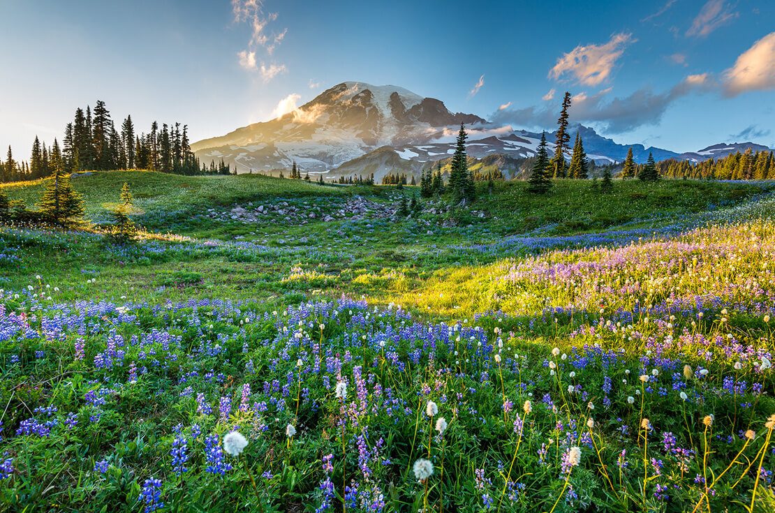 Reflection lake trail. Summer, Mount Rainier National Park